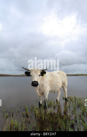 Welsh White Bullock a rare breed of domestic cattle. Standing at the edge of Glaslyn a mountain lake in Powys Wales. Stock Photo