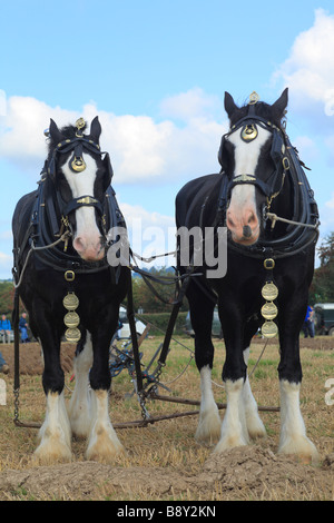 Horses. Two Shire horses in harness at the All Wales Vintage Ploughing Match. Near Walton, Powys, Wales. Stock Photo