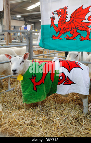 Prize winning Texel lambs at the Welsh Winter Agricultural Fair. Builth Wells, Powys. December 2008. Stock Photo