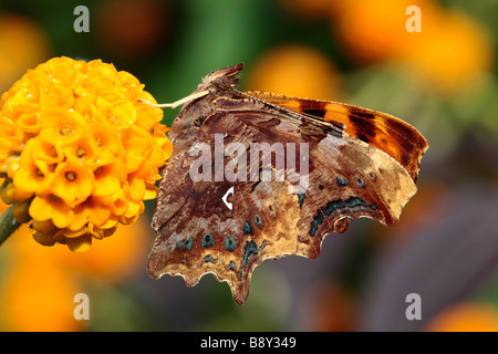 Underside of a Comma buttefly (Polygonia c-album) on Buddleia globosa in a garden. Powys, Wales. Stock Photo