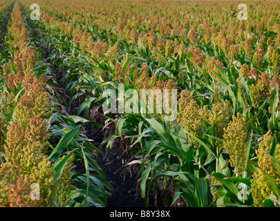 Sorghum crop ready for harvest Stock Photo