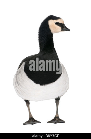 Barnacle Goose Branta leucopsis 18 months in front of a white background Stock Photo