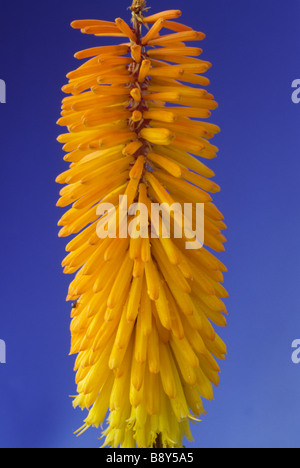 Kniphofia 'Bees' Sunset' AGM (Red hot poker, Torch lily) Stock Photo