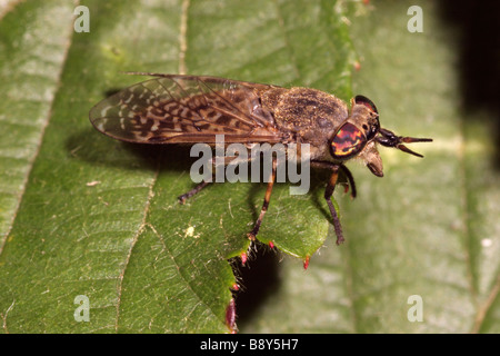 Notch horned cleg Haematopota pluvialis Tabanidae female UK Stock Photo