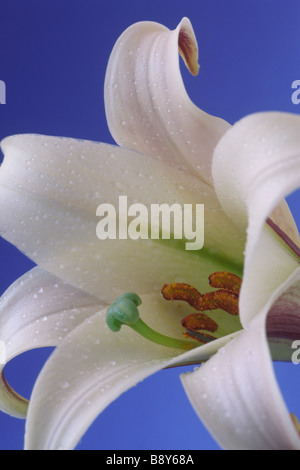 Lilium formosanum var. pricei (Lily) Div IX All species Stock Photo