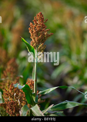 Sorghum crop ready for harvest Stock Photo