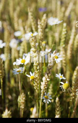 Field of wheat and oxeye daisys Sweden. Stock Photo