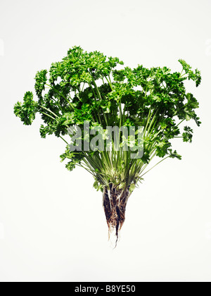 Parsley. Stock Photo