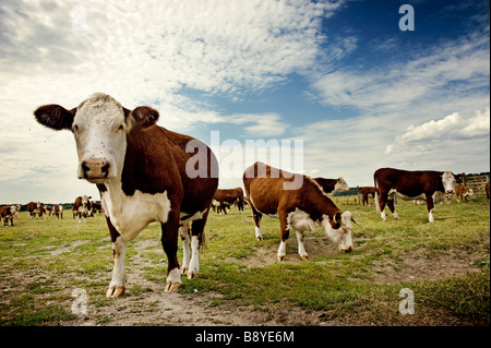 Cows grazing Sweden. Stock Photo