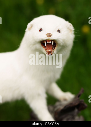 A white polecat Iceland. Stock Photo