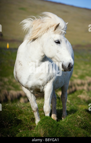 An Icelandic horse Iceland. Stock Photo