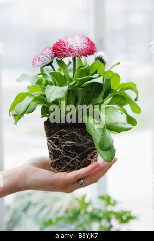 The hands of a woman working in a flower shop Sweden. Stock Photo