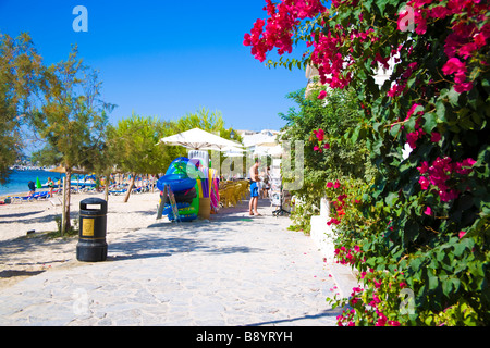 PINE WALKWAY PUERTO POLLENSA MAJORCA Stock Photo