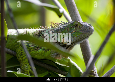 Green Iguana in South Florida Stock Photo