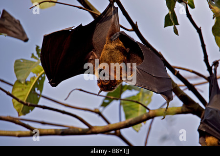 Greater Indian Fruit Bats roosting in the day by hanging upside down on a tree in India Stock Photo