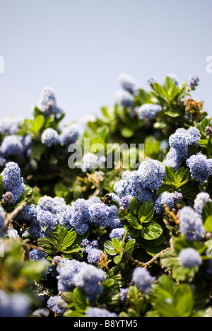 blue flowers Stock Photo