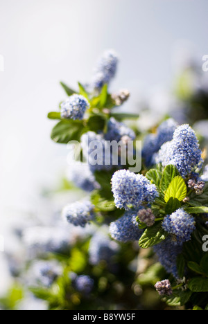 blue flowers Stock Photo