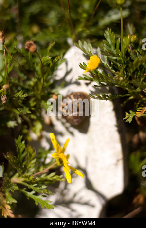 yellow flowers on white picket fence Stock Photo