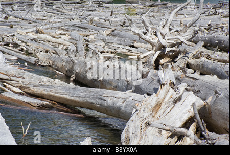 Dead Trees in Duffey Lake - Duffey Lake Provincial Park, Coast Mountains, British Columbia, Canada Stock Photo