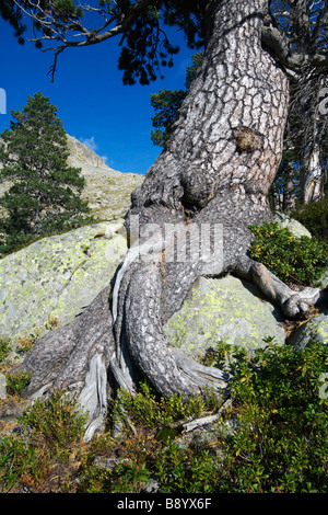 Pine growing on a granite rock , Posets maladeta natural park , Spanish Pyrenees Stock Photo