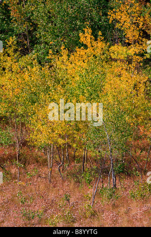 Autumn fall colours in Grand Teton Natonal Park, Wyoming USA Stock Photo