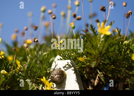 yellow flowers Stock Photo