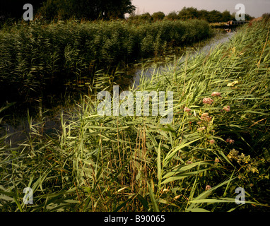 A view of Wicken Lode at Wicken Fen, Cambridgeshire. Stock Photo