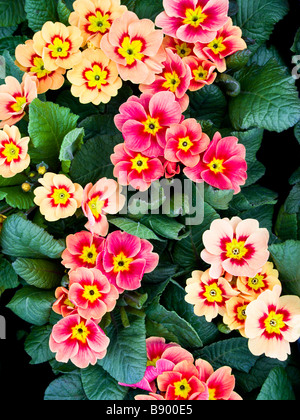 colorful petals of flowering primroses in spring for sale at the flower ...