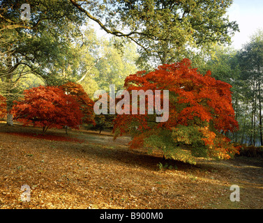 An Acer palmatum at Winkworth Arboretum, Surrey, in autumn. Stock Photo