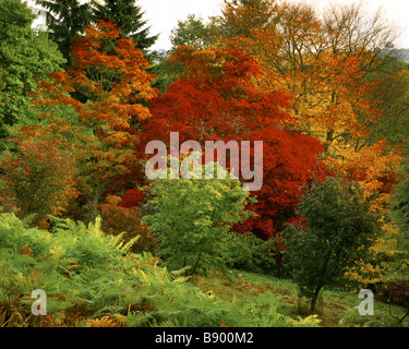 Winkworth Arboretum, Surrey, in autumn Stock Photo