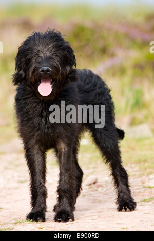Black Labradoodle dog Stock Photo