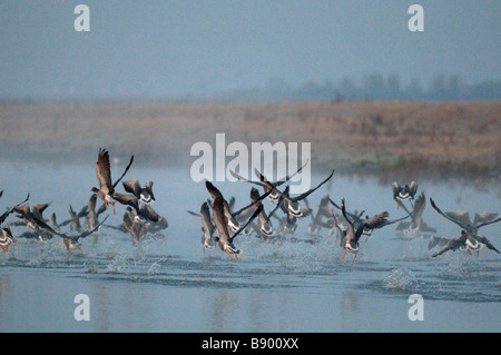 Graylag Geese, Anser anser, lifting from water at dawn, Kent, England, Winter. Stock Photo