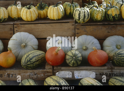 Winter squash and pumpkins at Wimpole Hall The blue grey variety are Crown Prince squash and the Orange squash are Onion Stock Photo
