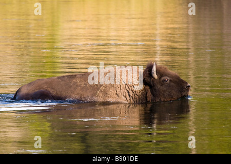 Photo of Bison, Buffalo crossing the river at Yellowstone National Park, Wyoming USA Stock Photo