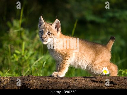 Siberian lynx kitten curiously looking up while standing on a the trunk of a fallen tree Stock Photo