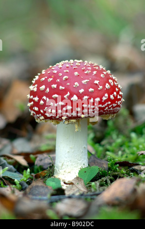 Fly Agaric, Amanita muscaria, Kent, England. Stock Photo