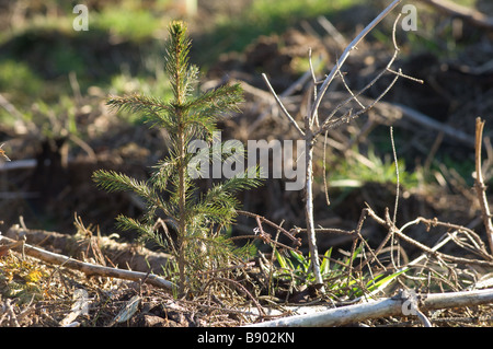 Close up of young Norway spruce (Picea abies) in forestry plantation, North Yorkshire, UK Stock Photo