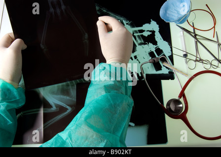 Radiography Veterinary Medicine Stock Photo