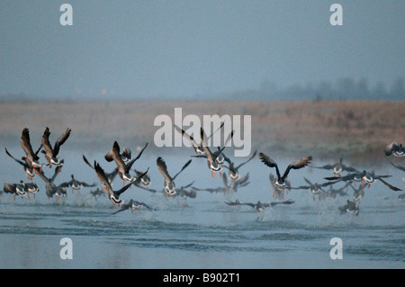 Graylag Geese, Anser anser, lifting from water at dawn, Kent, England, Winter. Stock Photo