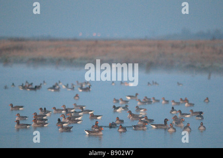 Graylag Geese, Anser anser, at dawn, Kent, England, Winter. Stock Photo