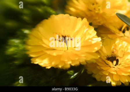 three yellow flowers Stock Photo