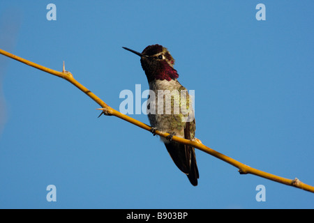 Costas hummingbird Calypte costae Arizona USA Stock Photo