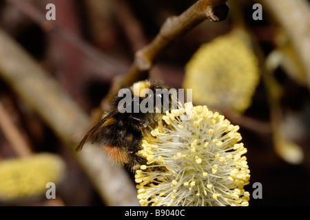 Bumblebee (Early Bumblebee, Bombus pratorum) on willow catkin in early spring. This might be a queen. Stock Photo