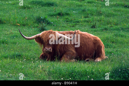 Distinctive long horns and thick red coat of Highland Cow sitting in pasture hardy breed of cattle native to the Scottish Highlands reared for beef Stock Photo