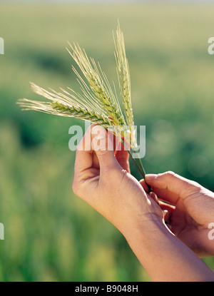 Holding fresh wheat in hands Stock Photo