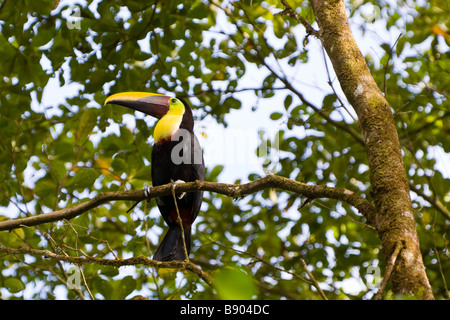 Chestnut-mandibled Toucan (Ramphastos swainsonii) in the Osa Peninsula, southern Costa Rica. Stock Photo