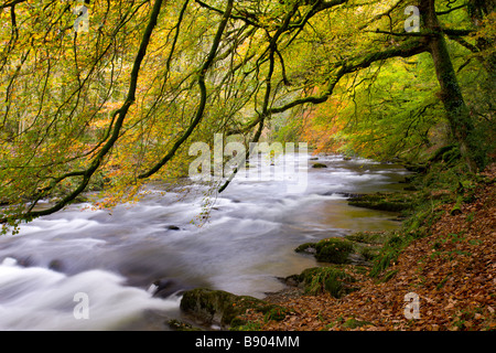 Autumn colours beside the River Barle near Tarr Steps Exmoor National Park Somerset England Stock Photo