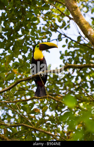 Chestnut-mandibled Toucan (Ramphastos swainsonii) in the Osa Peninsula, southern Costa Rica. Stock Photo