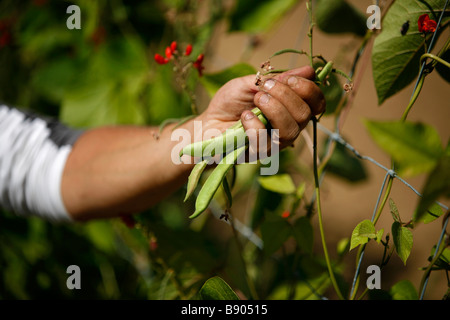 A man's hand holds a bunch of long green beans growing on their vine on a farm. Stock Photo