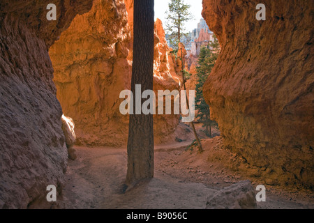 Inside Wall Street which is along the Navajo Loop Trail in Bryce Canyon National Park Utah Stock Photo